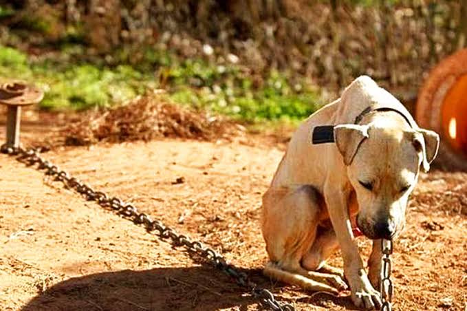 Audiência discute lei de maus-tratos contra animais