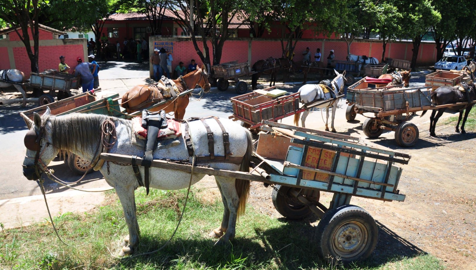 Censo dos carroceiros é cobrado na Câmara